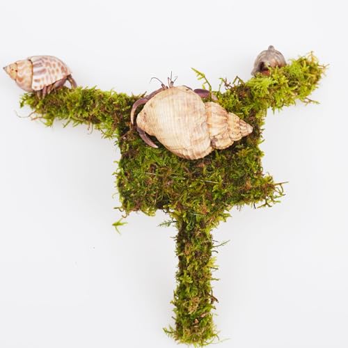 Hermit Crab Accessories, 7 Inch Adjustable Hermit Crab Climbing Toys, Mini Play and Hide Platforms