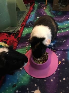 Tip-Proof Ergonomic Pet Bowl for Guinea Pig and Other Small Pets, 1/4-Cup Small Size, Lilac (Purple) (Pack of 2) - size: Small 1/4 cup (Pack of 2)