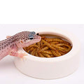Reptile Food Water Bowl, 2 pcs Ceramics Worm Dish,Anti-Escape Reptile Water Feeder,Mealworm Bowl for Lizard Gecko Bearded Dragon, (S,M,L) (Medium) - size: Medium