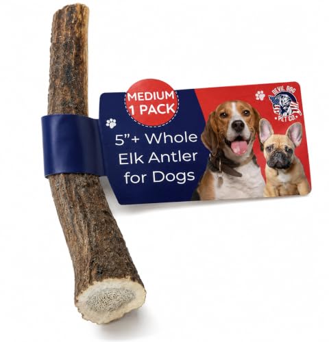 Devil Dog Pet Co Whole Elk Antlers for Dogs, Medium, Aggressive Chewers | Naturally shed Grade A Rocky Mountain elk antler, single ingredient, long lasting, 5 in+, fits breeds up to 50 lb - style: WHOLE - Medium - 1 Pack