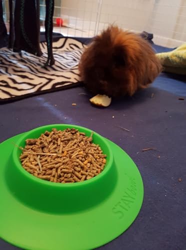 Tip-Proof Bowl for Guinea Pigs and Other Small Pets - Spring Green - Large 3/4 Cup Size New - size: Large