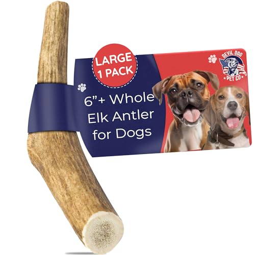Devil Dog Pet Co Whole Elk Antlers for Dogs, Large, Aggressive Chewers | Naturally shed Grade A Rocky Mountain elk antler, single ingredient, long lasting, 6 in+, fits breeds up to 75 lb - style: WHOLE - Large - 1 Pack