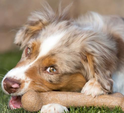 Pet Qwerks Dinosaur BarkBone - Nylon Dog Bone for Aggressive Chewers - Bacon Flavor - 9.75" - size: Large