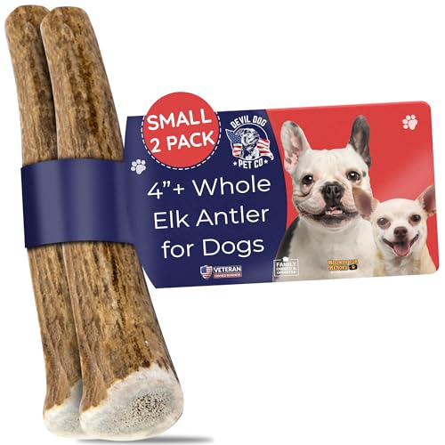 Devil Dog Pet Co Whole Elk Antlers for Dogs, Small 2 Pack, Long Lasting | Naturally shed Grade A Rocky Mountain elk antler, single ingredient, for tough chewers, 4 in+, breeds up to 25 lb - style: WHOLE - Small - 2 Pack
