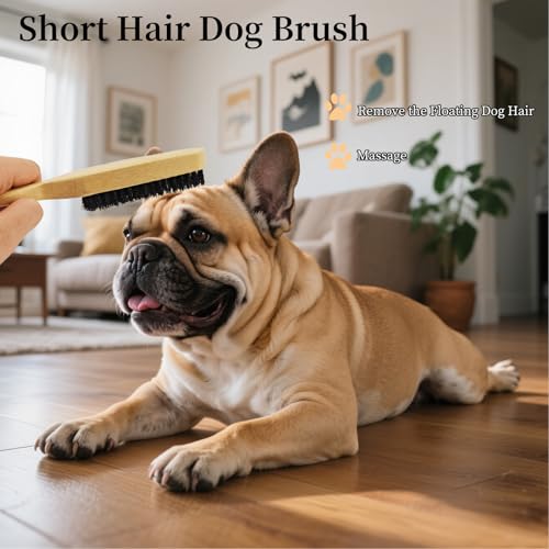 Soft Boar Bristle Dog Brush for Short Haired Dogs, Made of Bamboo,（Small） | Massage Brush, Gentle Deshedding & Grooming Tool, Ideal Dog Hair Brush for Pets, Dog Brushes for Grooming and Shedding - size: Small