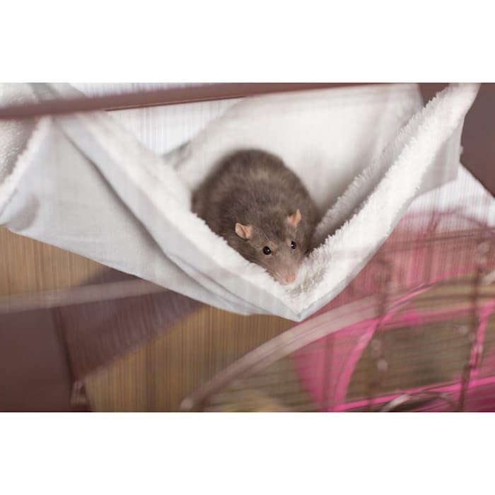 Prevue Pet Products Replacement Hammock - Cat Accessories for Cages, Hanging Bed, Soft & Comfortable with Metal Clips for Hanging, for Guinea Pigs, Rats, Ferrets, Chinchillas, & Small Animals - Gray