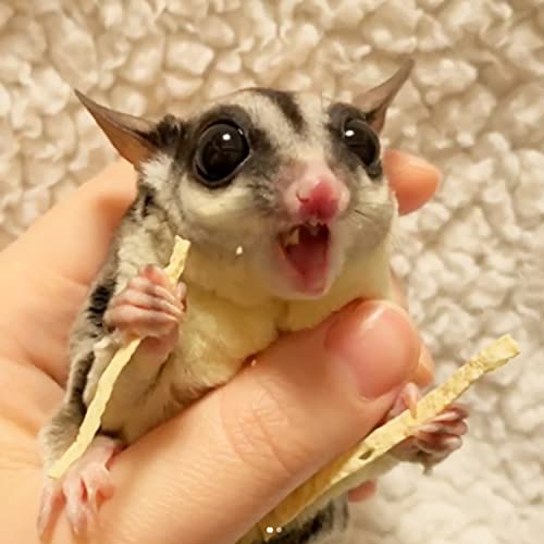 Exotic Nutrition Omega YUMS Fish Stick Treat for Sugar Gliders | All Natural & Made with Real Fish (2 oz) - size: 2 Ounce (Pack of 1)
