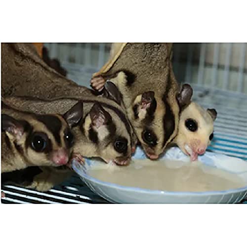 Honey & Fruit Instant-HPW (8 oz.) - All Natural Vitamin Enriched Sugar Glider Food - Healthy & Nutritious - High Protein Wombaroo - Staple Diet - size: 8 Ounce (Pack of 1)