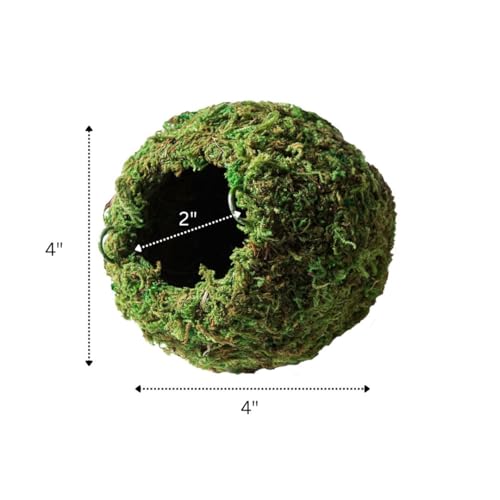 Galápagos (05346) Mossy Cave Hide, 4", Green - size: 4"