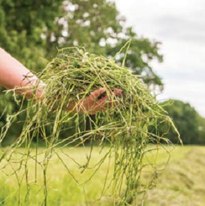Blue Mountain Hay Timothy Hay Easy Flake Feed for Small Pets, 5lb | Easy Flake Timothy Hay, High Fiber Daily Forage, Soft Leafy Texture, Supports Digestion and Dental Care, Natural Nutrition - size: 5 Pound (Pack of 1)
