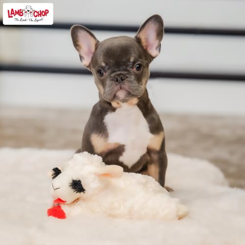 Multipet Lamb Chop Dog Plush Toy - Squeaky Toy for All Dogs - Extra Soft Plush - Stuffed Animal Dog Toy for Cuddling & Playing - Cute Pet Toy (6", Cream) - size: 6", style: White