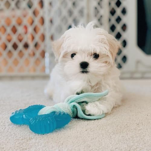 Nylabone Puppy Chew 2-in-1 Teething Freezer Bone Dog Chew Toy, Small | Peanut butter flavor, teething toys for puppies, puppy teething freezable to soothe sore gums, for small puppies up to 25 lbs - size: Small