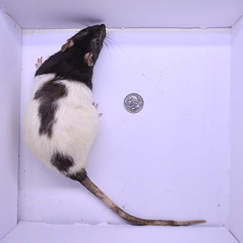 MiceDirect EST. 2003 3 Rat Larges & 3 Rat Jumbos Combo Pack Food for Burmese Pythons Large Monitors (6 Count)(9-11 in) - size: 9-11 in (Pack of 6)