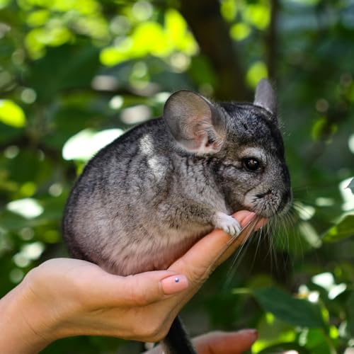 | Chinchilla Bath Dust for Small Animals - Natural, Pure Cleansing Pumice Sand for Cleaning Degus, Hamsters, & Gerbil 1 lb.