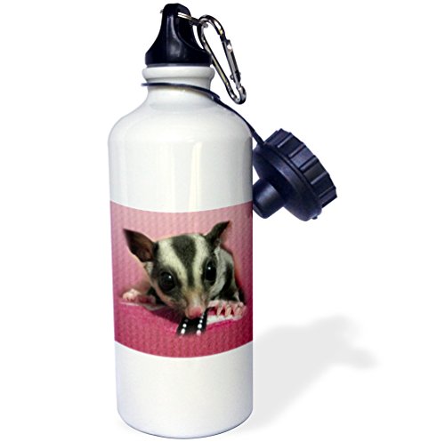 3dRose "Young Sugar Glider" Sports Water Bottle, 21 oz, White
