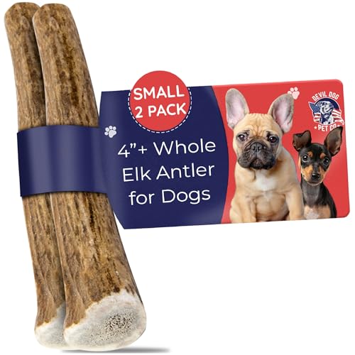 Devil Dog Pet Co Whole Elk Antlers for Dogs, Small 2 Pack, Long Lasting | Naturally shed Grade A Rocky Mountain elk antler, single ingredient, for tough chewers, 4 in+, breeds up to 25 lb - style: WHOLE - Small - 2 Pack