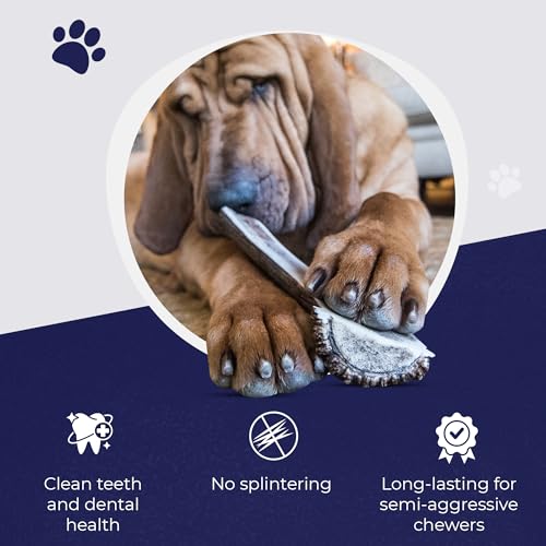 Devil Dog Pet Co Split Elk Antlers for Dogs, Large, Long Lasting | Naturally shed Grade A elk antler split for marrow access, single ingredient, 7/10 hardness, 6 in+, fits breeds up to 60 lb - style: split - Large - 1 Pack