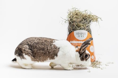 Bermuda Hay – High-Fiber, Low-Calcium Coastal Grass for Rabbits, Guinea Pigs & Small Pets – All-Natural, Hand-Packed, Timothy-Allergy Friendly (24 oz) - size: 1.5 Pound (Pack of 1)