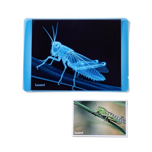 Insect Xrays – Bug Science Kit - Light Table Accessories | Bug Detectives for Kids, STEM Learning Insect X-Ray Set - style: Insect Series