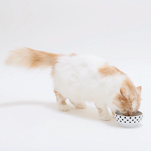 Necoichi Shallow Wide Ceramic Cat Food & Water Bowl (Dots Style, Basic Flat) - color: Dots