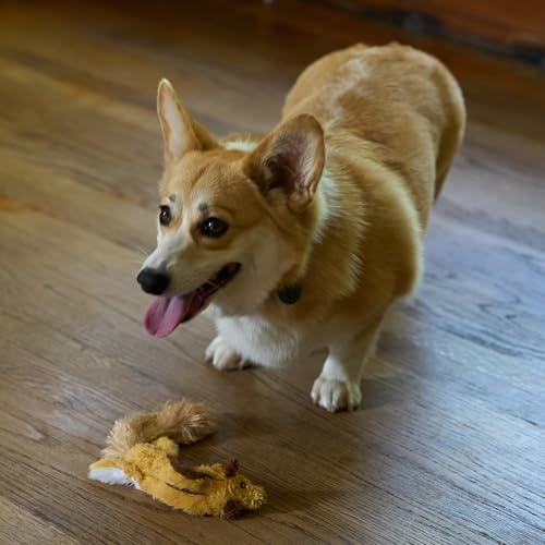 SPOT Skinneeez Flying Squirrel 14 Inch Stuffing-Free Plush Squeaky Dog Toy – Soft Tug-of-War Toy for Small and Medium Dogs – Mess-Free Interactive Chew Toy for Moderate Chewers - style: Mini Flying Squirrel