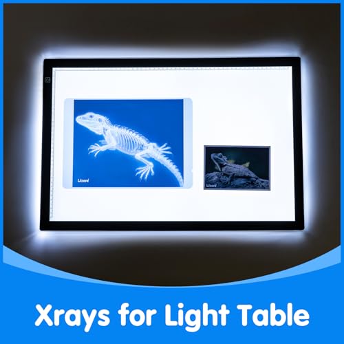 Pet Series Animal Xrays for Kids - Light Table Manipulatives | Veterinarian Play Set & Dramatic Play Vet Clinic - style: Pet Series