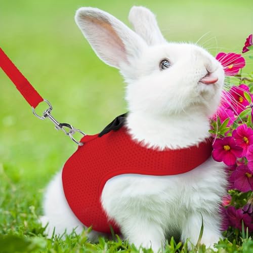 One Set of Solid Color Fashion Rabbit Harness for Outing and Rabbit Leash to Prevent Loss-M