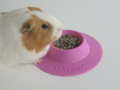 Tip-Proof Ergonomic Pet Bowl for Guinea Pig and Other Small Pets, 1/4-Cup Small Size, Lilac (Purple) (Pack of 2) - size: Small 1/4 cup (Pack of 2)