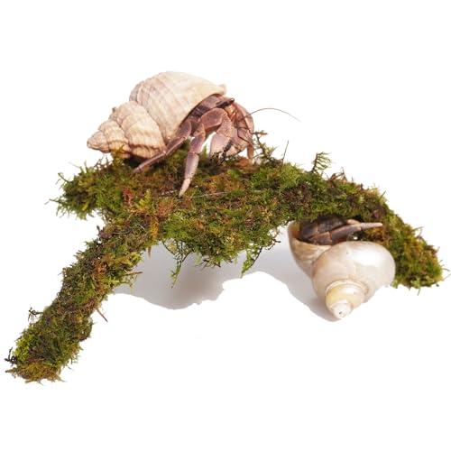 Hermit Crab Accessories, 7 Inch Adjustable Hermit Crab Climbing Toys, Mini Play and Hide Platforms