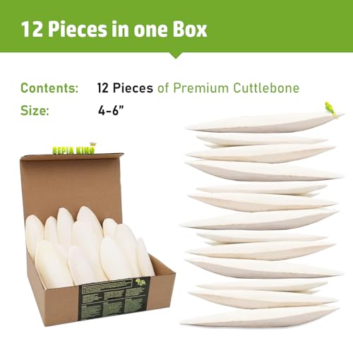 Sepia King - Medium - 100% Natural Calcium Supplement - Premium Cuttlebone Perfect for Birds, Tortoises, Snails, Reptiles - 12 Pack