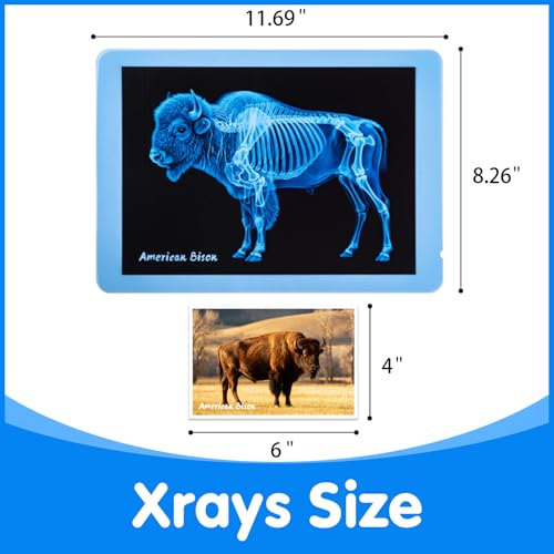 15 Pcs Zoo Animal Xrays for Kids - Light Table Manipulatives | Vet Role Play, Light Table Accessories, and Bone Structure Exploration - style: Zoo Series