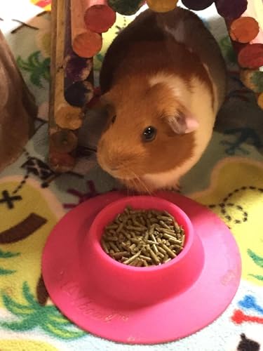 Tip-Proof Ergonomic Pet Bowl for Guinea Pig and Other Small Pets, 1/4-Cup Small Size, Fuchsia (Pink) - size: Small 1/4 cup