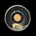 GuineaLoft™ Silent Hamster Wheel - 7.1 inch (18cm) for Hamsters, Mice, Gerbils & Small Animals - size: 7.1 inch