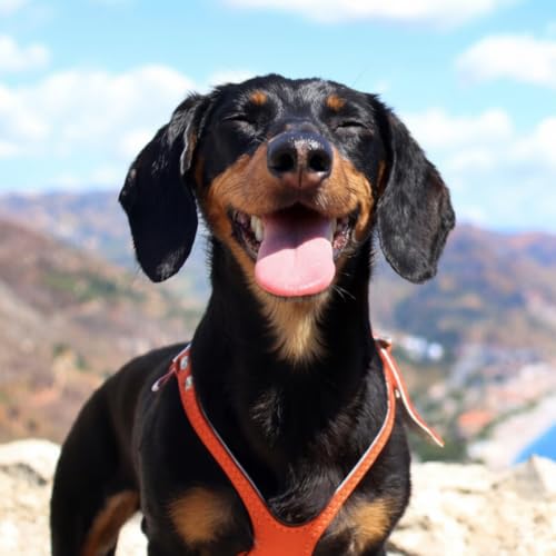 Harness Pebble Grain Red - Permanent Collection (4.5) - size: 4.5