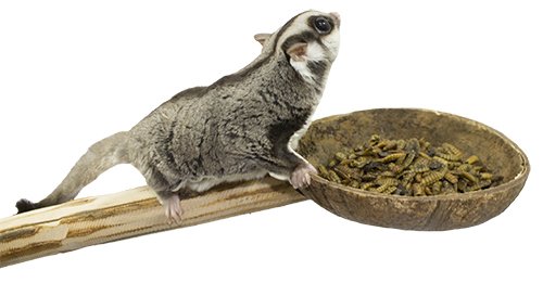 Coconut Cup With Perch - Natural Wooden Mounted Food & Treat Bowl Cage Accessory Climbing Perch - Sugar Gliders, Parrots, Marmosets, Degus, Squirrels, Rats, Mice, Birds, & Other Small Pets
