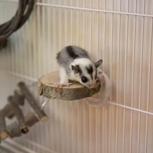 FLAdorepet 5Pcs Wood Sugar Glider Cage Accessories Small Pet Climb Chew Toy | Included Swing Ladder and 3 Platforms;Natural Apple Wood;Easy Cage Installation,Chewing Climbing Toys for Sugar Gliders Bird
