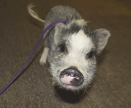 Piggy Poo and Crew 12-Foot Mini Pig Harness - Adjustable Harness & Leash for All Animals - Pigs, Ferrets, Rabbits, Guinea Pigs, Dogs, Cats, Reptile, and Chickens - color: Purple