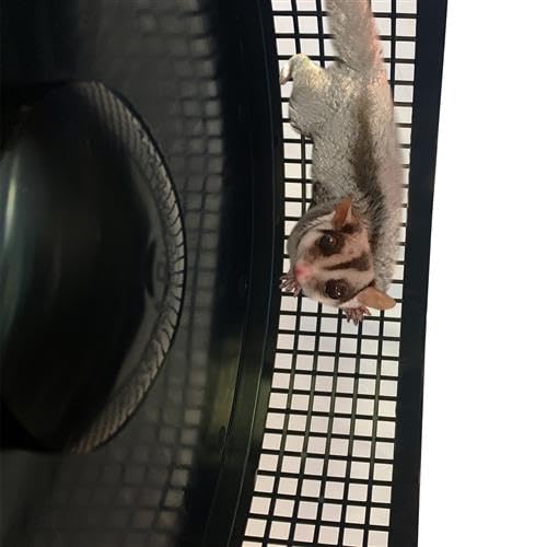 Madagascar Cage & Starter Package for Sugar Gliders - Includes Durable Cage, Exercise Wheel, Healthy Food Assortment, Water Bottle, Food Dishes & Nest Pouch