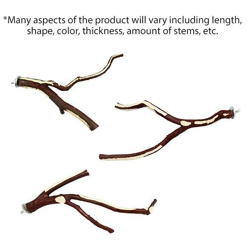 Exotic Nutrition Manzanita Branch 17" x 1/2" (Medium) - Durable Natural Cage Accessory - for Sugar Gliders, Marmosets, Squirrels, Birds, Parrots, Degus, Chinchillas & Other Small Animals