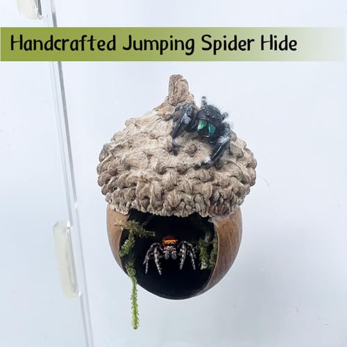 Jumping Spider Hide & Hideaway Made from Real Acorns | Handmade Magnetic Spider Cave, Ideal Habitat Accessory for Small Animals, Natural Decoration for Enclosure. 3 Pack (Round Acorn)