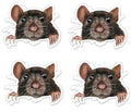 Pack of 4-3 Inch Stickers - Rat Peeking Sticker - Laptop Sticker - Waterproof Vinyl for Car Phone Water Bottle - Rat Decal - Sticker Graphic Decal