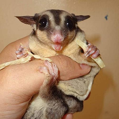 Exotic Nutrition Omega YUMS Fish Stick Treat for Sugar Gliders | All Natural Strips Made with Real Fish (0.6 oz) - size: 0.6 Ounce (Pack of 1)