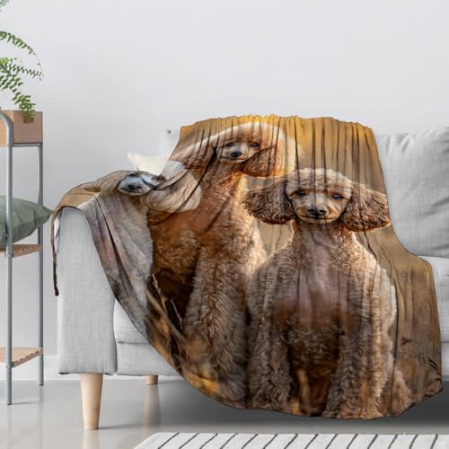 Realistic Poodle Flannel Throw Blanket 60x80 Inch, Elegant Dog in Warm Sunset Light Blankets Soft Cozy Fleece Throws for Pet Lover Bed Sofa Dorm Living Room Puppy Home Decor Gifts - color: Poodle02, size: 60"x80"