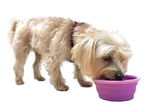 Prima Pet Collapsible Silicone Food and Water Travel Bowl with Clip for Dog and Cat, Small (1.5 Cups) - color: PURPLE, size: SMALL (1.5 CUPS)