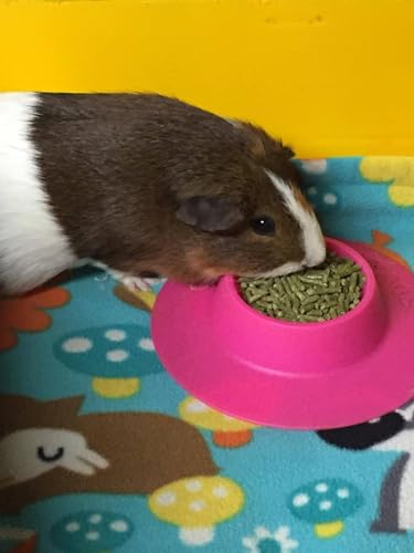 Tip-Proof Ergonomic Pet Bowl for Guinea Pig and Other Small Pets, 1/4-Cup Small Size, Fuchsia (Pink) - size: Small 1/4 cup