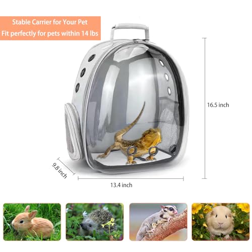 Bearded Dragon Carrier with Harness and Leash Small Pet Carrier | Large Reptile Backpack Bubble Window Portable Small Animal Carrier for Lizard Parrot Bird Rabbit Guinea Pig Travel Walking - color: Bearded Dragon Carrier