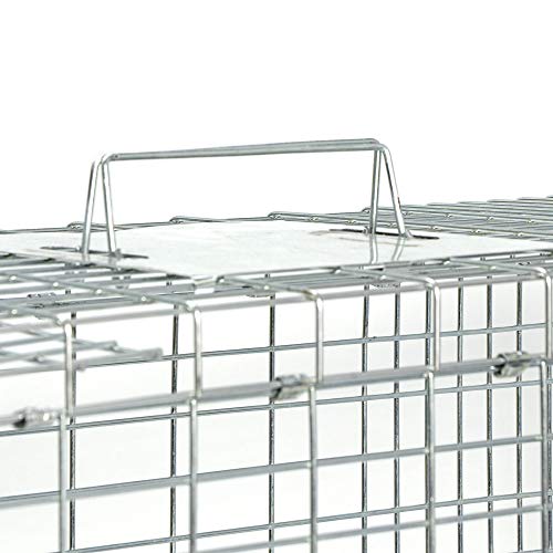 ANT MARCH 32'' Live Animal Cage Trap with Gloves Steel Humane Release | Rodent Cage Trap for Rabbits, Stray Cat, Squirrel, Raccoon, Mole, Gopher, Opossum, Skunk, Chipmunks, Groundhog