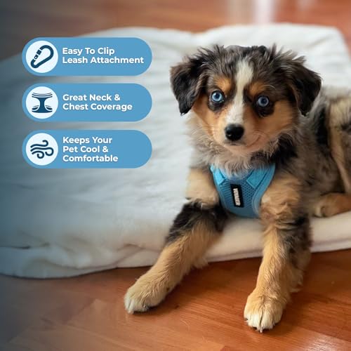 Voyager Step-in Lock Dog Harness - Baby Blue, Small | 15 - 18" in Chest, Adjustable, Breathable Air Mesh, Lightweight for Daily Walks, Strong Clips, Heavy Duty D-Ring - color: Harness (Baby Blue), size: S (Chest: 15 - 18")