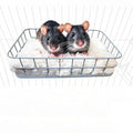 JSLZF Rat Bed, Cage Platform Accessories, Metal Ferret Hammock with Mat, Chew Proof Hanging Squirrel Ledge, Small Animal Habitat for Hamster, Sugar Glider, Blue