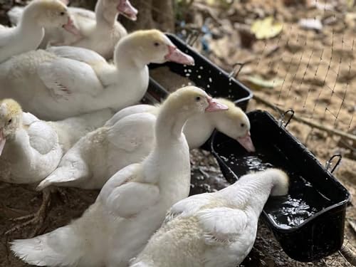 Terminalia Hanging Chicken Feeder Duck Waterer, 2.6 Quart Medium Capacity, No Spill Poultry Feeder Waterer for Backyard Chicken Duck - color: 2Green